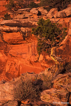 Colorado National Monument Juniper